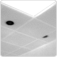 Moisture Intrusion Scanning